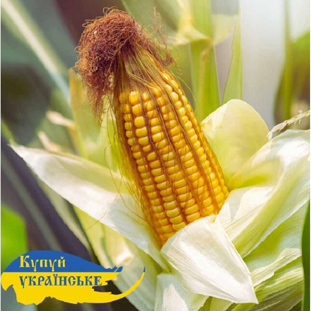 Насіння кукурудзи ДН Пивиха, ФАО 190, Стандарт, врожай 2025