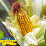 Насіння кукурудзи ДН Пивиха, ФАО 190, Стандарт, врожай 2025