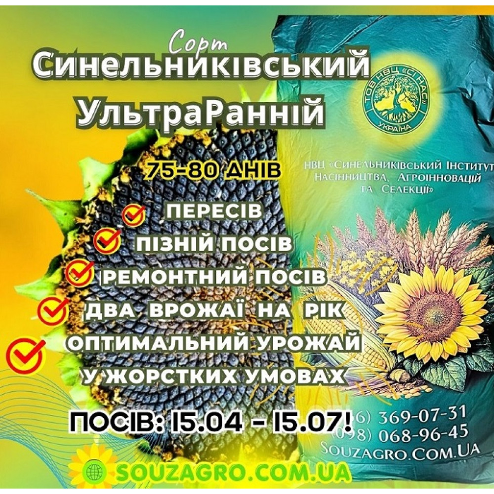 Насіння сортового соняшника Синельниківський УльтраРанній (СУР), 75-80 днів, Екстра+ 