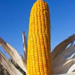 Насіння кукурудзи Дніпровський 181 СВ, ФАО 180