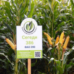 Насіння кукурузи Сегеді 386, ФАО 390